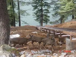 Deer In Front Of Inclined Lift Rail Section