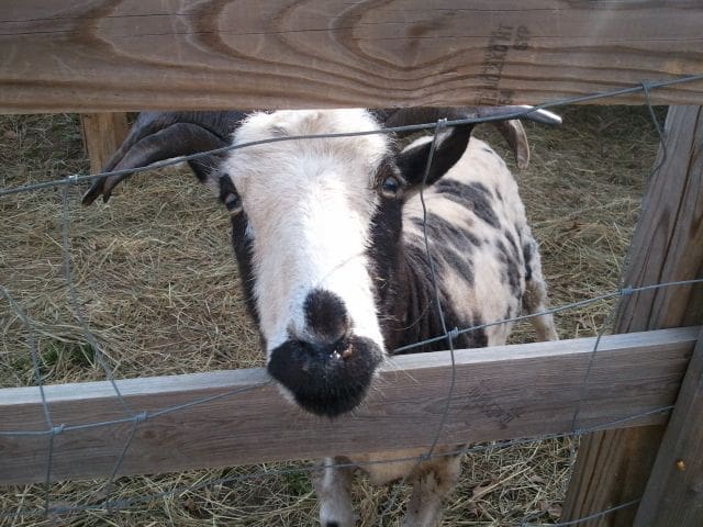 Goat looking through fence at Ozark Folk Center Project in the Ozark Mountains